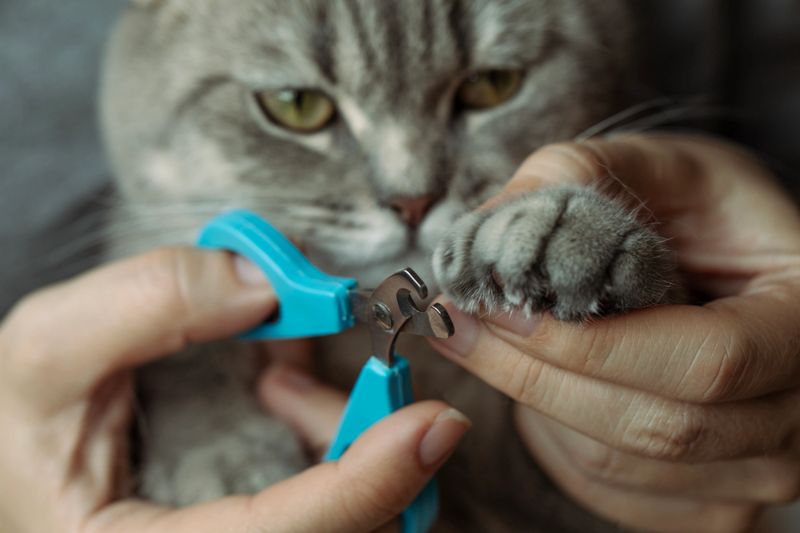 A close-up of a gray tabby cat having its claws trimmed with a blue nail clipper. Showcases pet grooming, hygiene, and owner-pet interaction.