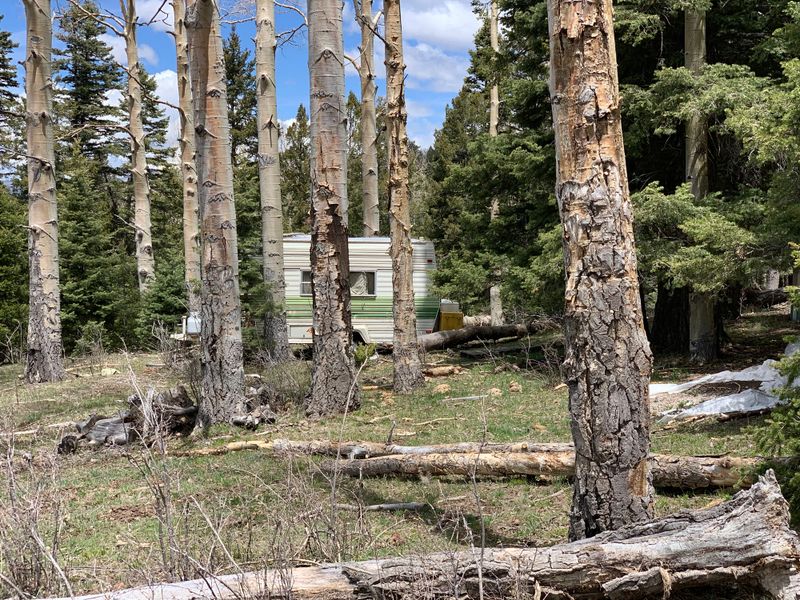 Serene view of wooded RV sites at Walt's RV Park, surrounded by tall pines.