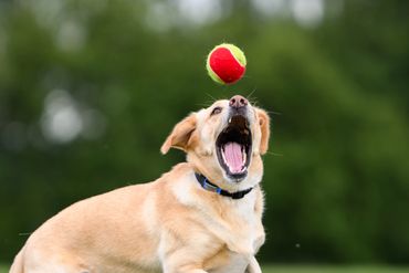 A yellow dog eagerly catches a red and yellow tennis ball outdoors.