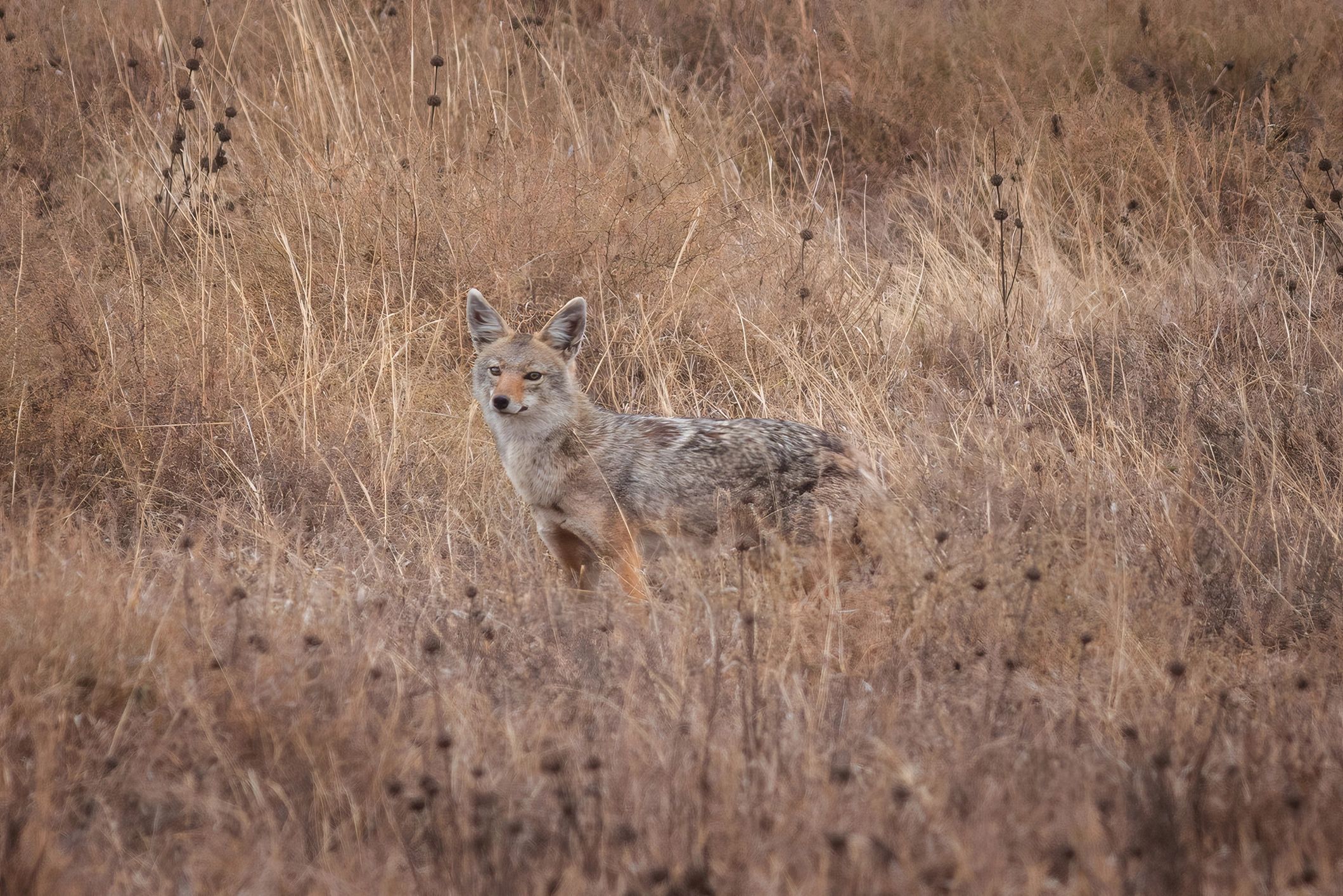Predator Hunting