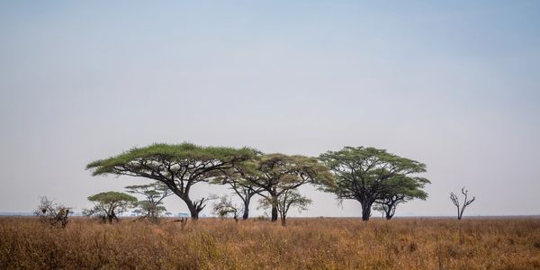 Wide African plains trees