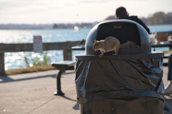 Commercial pest issues