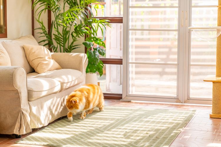 Orange and white cat walking on a rug in a sunlit living room.