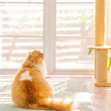 Orange cat sitting by a sunny window.