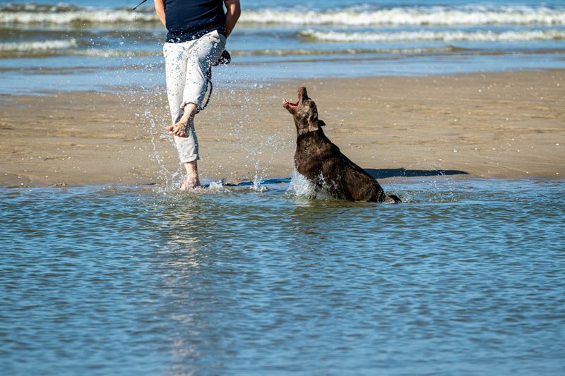 A joyful Labrador Retriever splashes in the water alongside its owner on a sunny beach. Perfect for themes of pets, outdoor fun, companionship, and coastal adventures