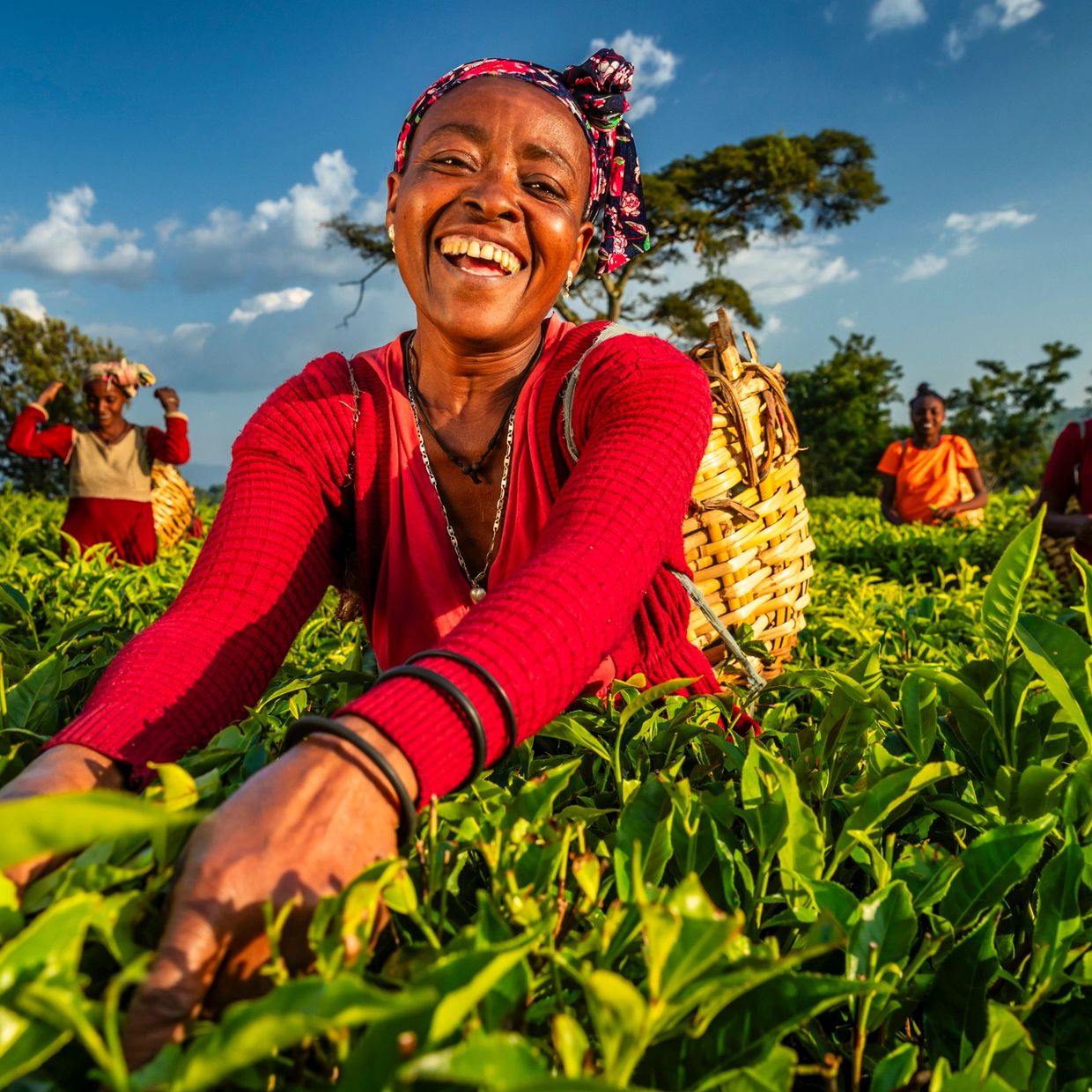 Smiling women picking tea leaves in a lush green field under clear blue sky.