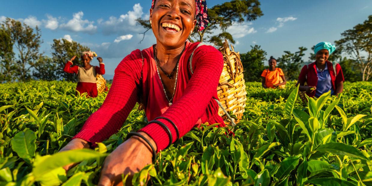 Happy women picking tea leaves in a lush green field.