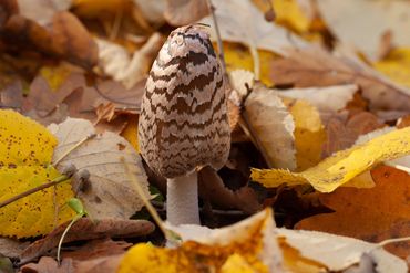   "For educational/identification purposes only."