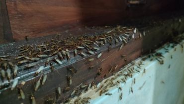 Termite swarmers alates