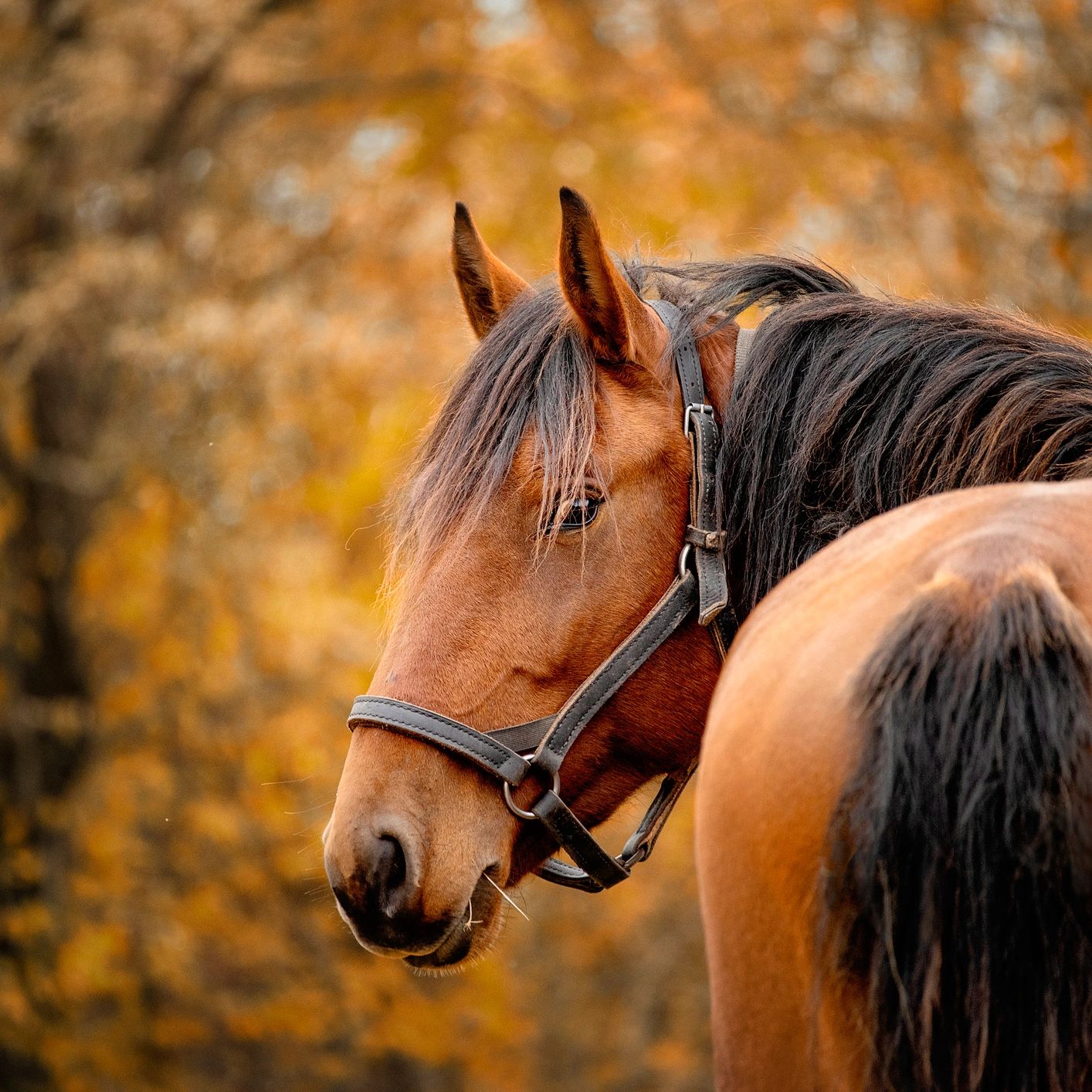 A brown horse with a black mane looking back against a blurred autumn background.