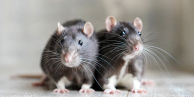 Two curious black and white rats on a wooden floor.