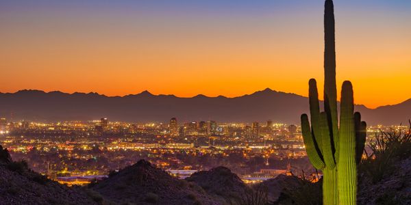 City skyline with cactus at sunset.