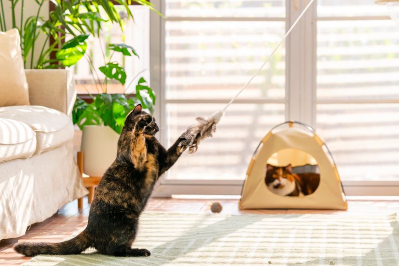 Happy domestic feline pet cat playing in living room. Healthy young female black tortie color British Shorthair breed indoor cat playing cat toy feather wand in the room. Kitten cat living with human owner family at home.