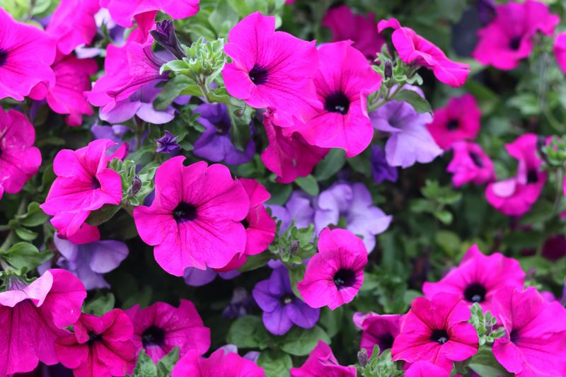 Pink and purple petunias in a hanging basket