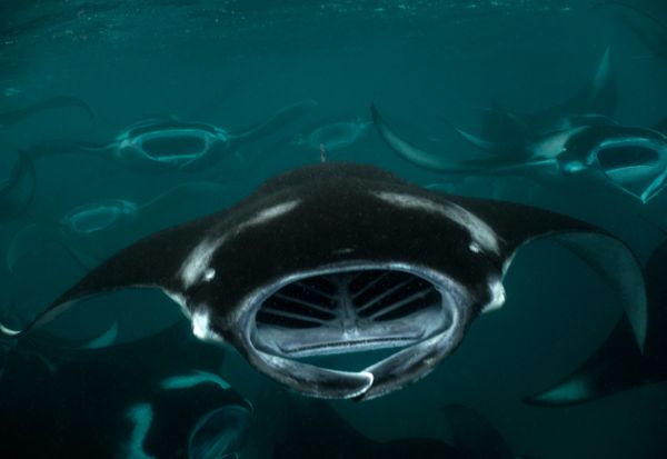 Aggregation of manta rays feeding in large numbers