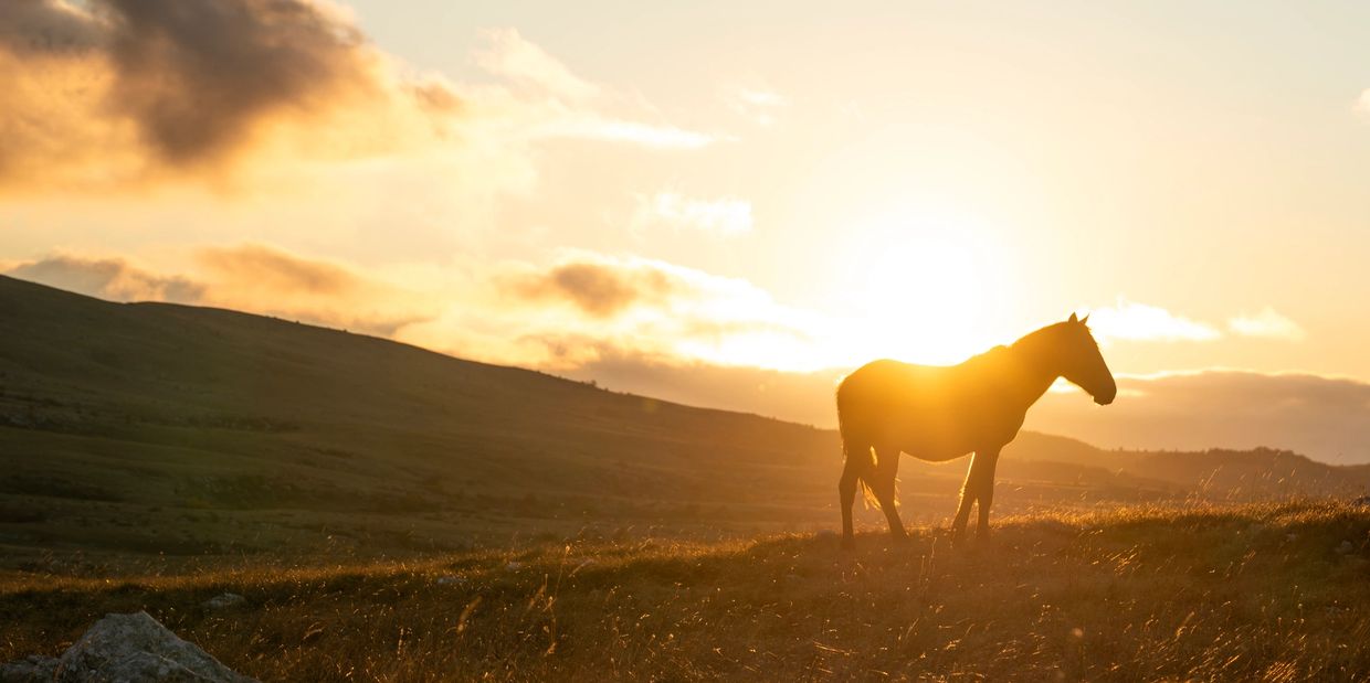 A horse standing on a hill during sunset with golden light.