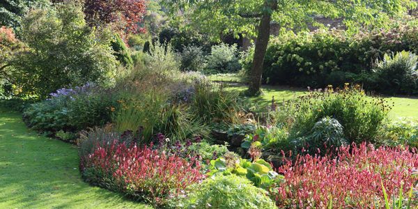 A lush garden with diverse flowering plants and green trees.