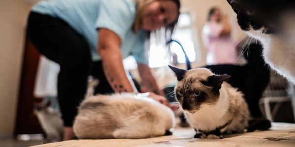 Two cats on the floor with people in the background.