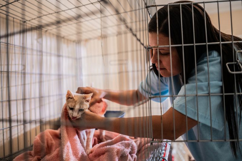 Volunteer petting cat at an animal shelter
