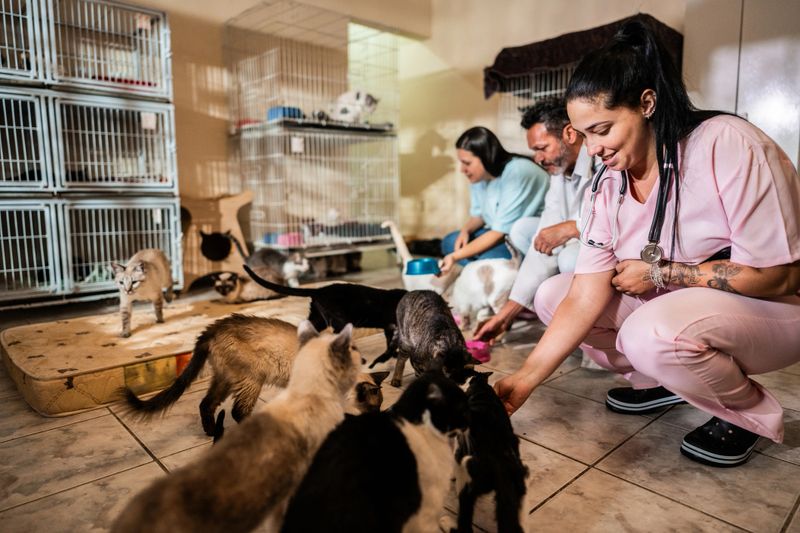 Veterinarians feeding cats at an animal shelter
