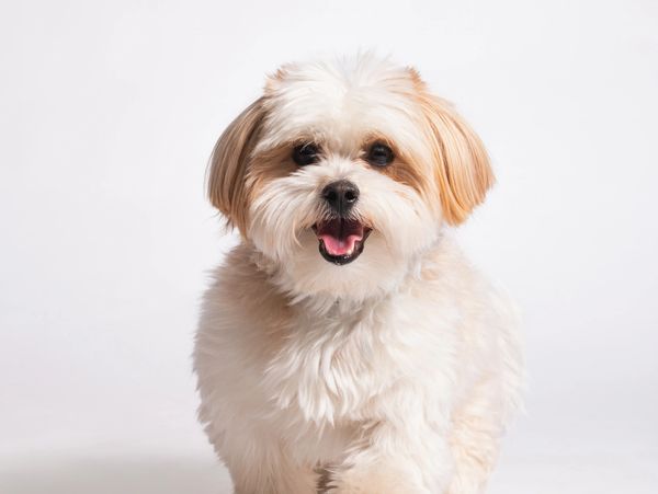 Small fluffy white dog with tan ears smiling.