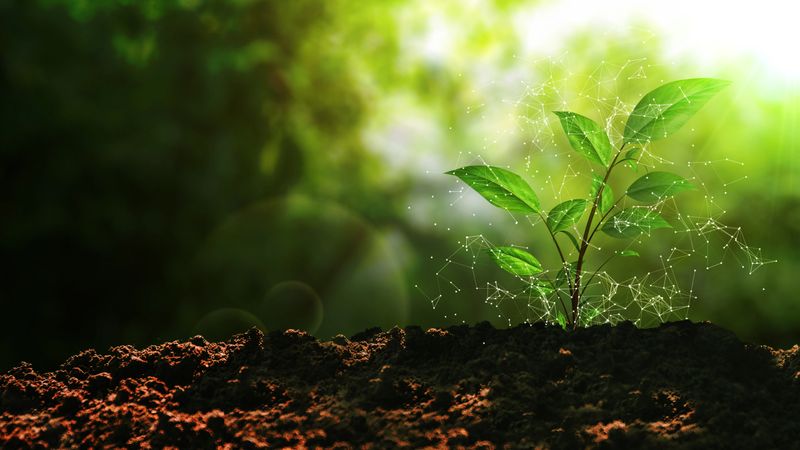 This stock video green plant emerges from rich soil, symbolizing the harmony between sustainable energy and nature. This stock video scene highlights innovation and growth, blending the power of renewable energy with environmental conservation. Illuminated by soft sunlight, it conveys a message of eco-consciousness, development, and the promise of a cleaner, greener future.