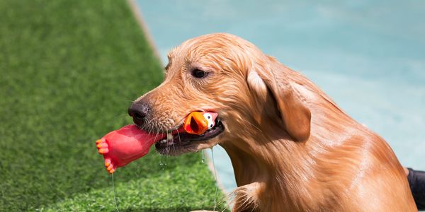 Wet golden retriever holding a red toy in its mouth near a pool.