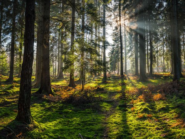 Sunlight filters through tall trees in a mossy forest clearing.
