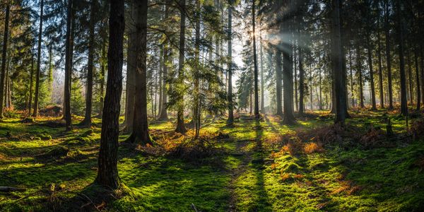 Sunlight filters through tall trees in a moss-covered forest.