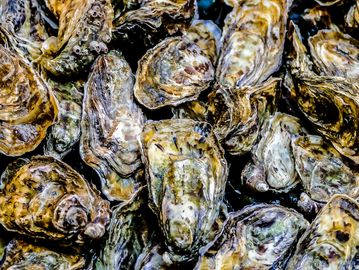 Shellfish HACCP Plans