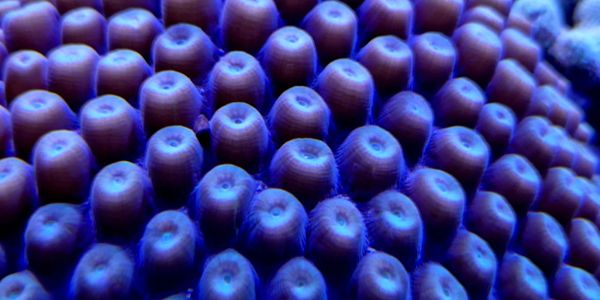 Close-up of blue coral polyps under aquarium lighting.