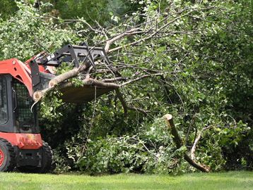 A skid steer loader lifting a freshly cut tree branch.