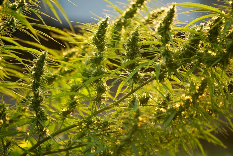 A detailed close-up of a cannabis plant showcasing vibrant green leaves and buds illuminated by sunlight. This image emphasizes the natural beauty and growth of cannabis in an outdoor setting.