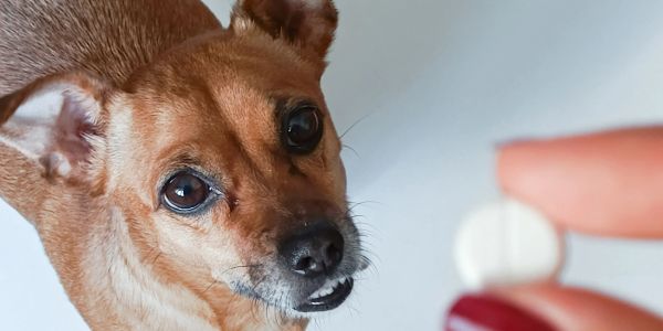 A dog looking at a pill held by a hand.