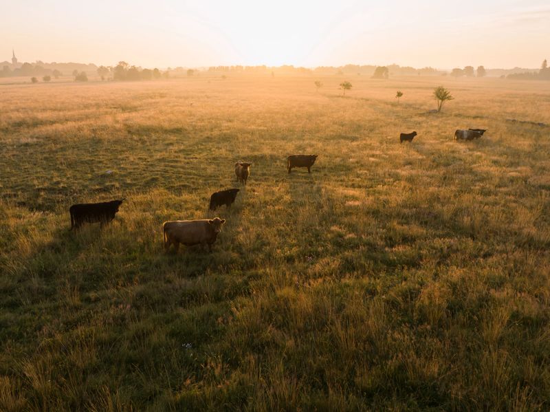 Bulls and cows graze in a field in summer at sunrise, drone point of view.