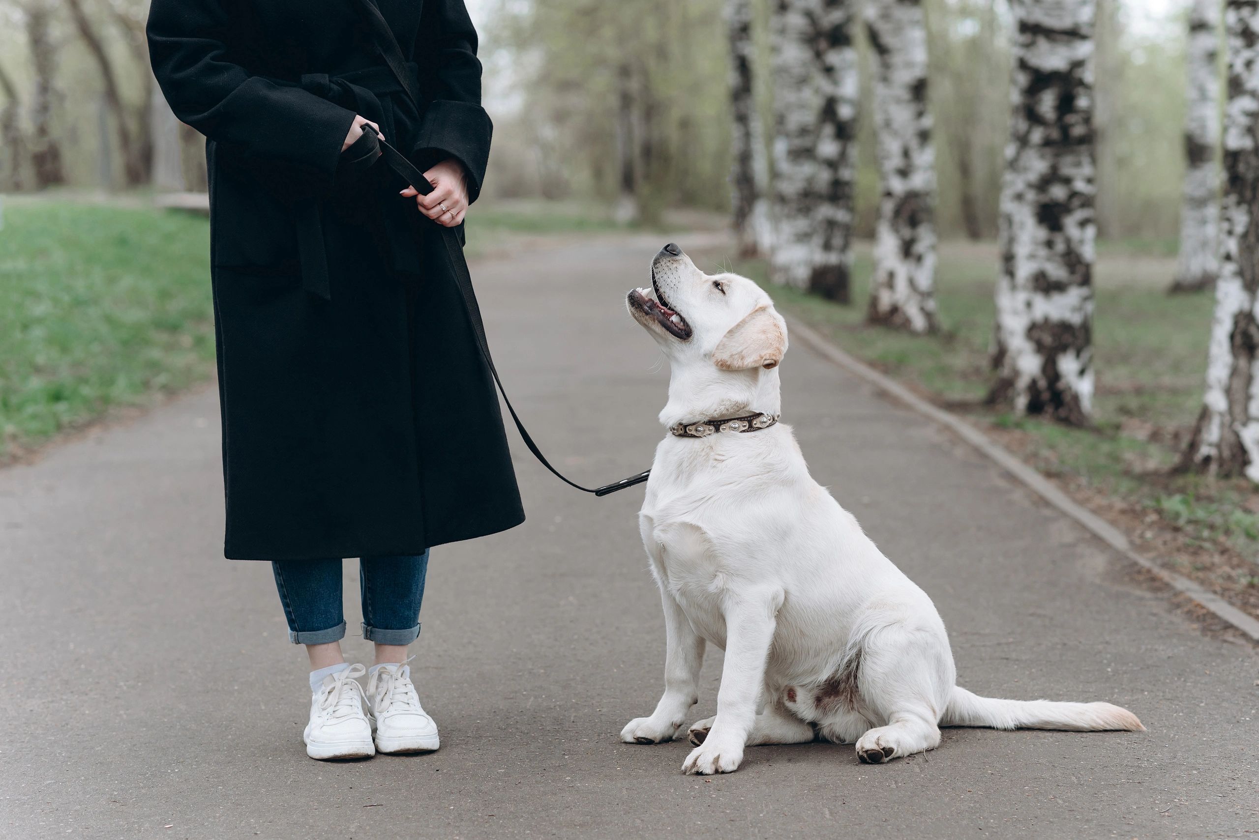 The Ultimate Guide to Labrador Retriever Training