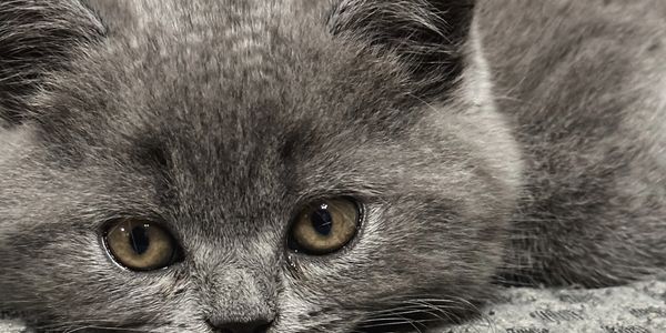 Close-up of a gray kitten lying down with curious eyes.
