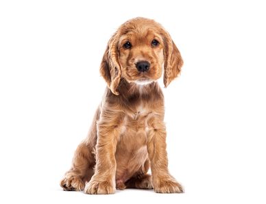 Cocker spaniel Puppy with plain white background