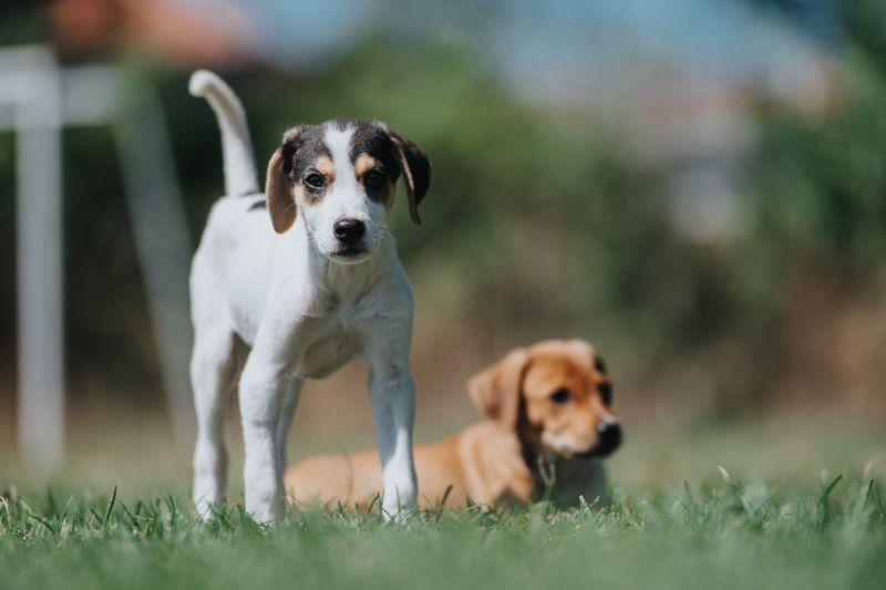 Two adorable young puppies playing together on a sunny day, one focused in the foreground while the other watches from the background, both surrounded by vibrant green grass beneath a clear blue sky.