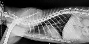 Diagnostic digital x-ray of a cat