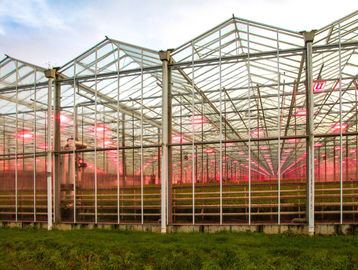 Large greenhouse with red grow lights inside.