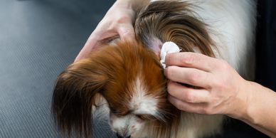 Dog Ear Cleaning