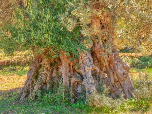 Ancient olive tree trunk with thick, gnarled bark in a sunlit field.