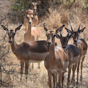 A group of antelopes standing alert in dry grassland.
