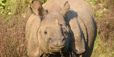Close-up of a one-horned rhinoceros in natural habitat.