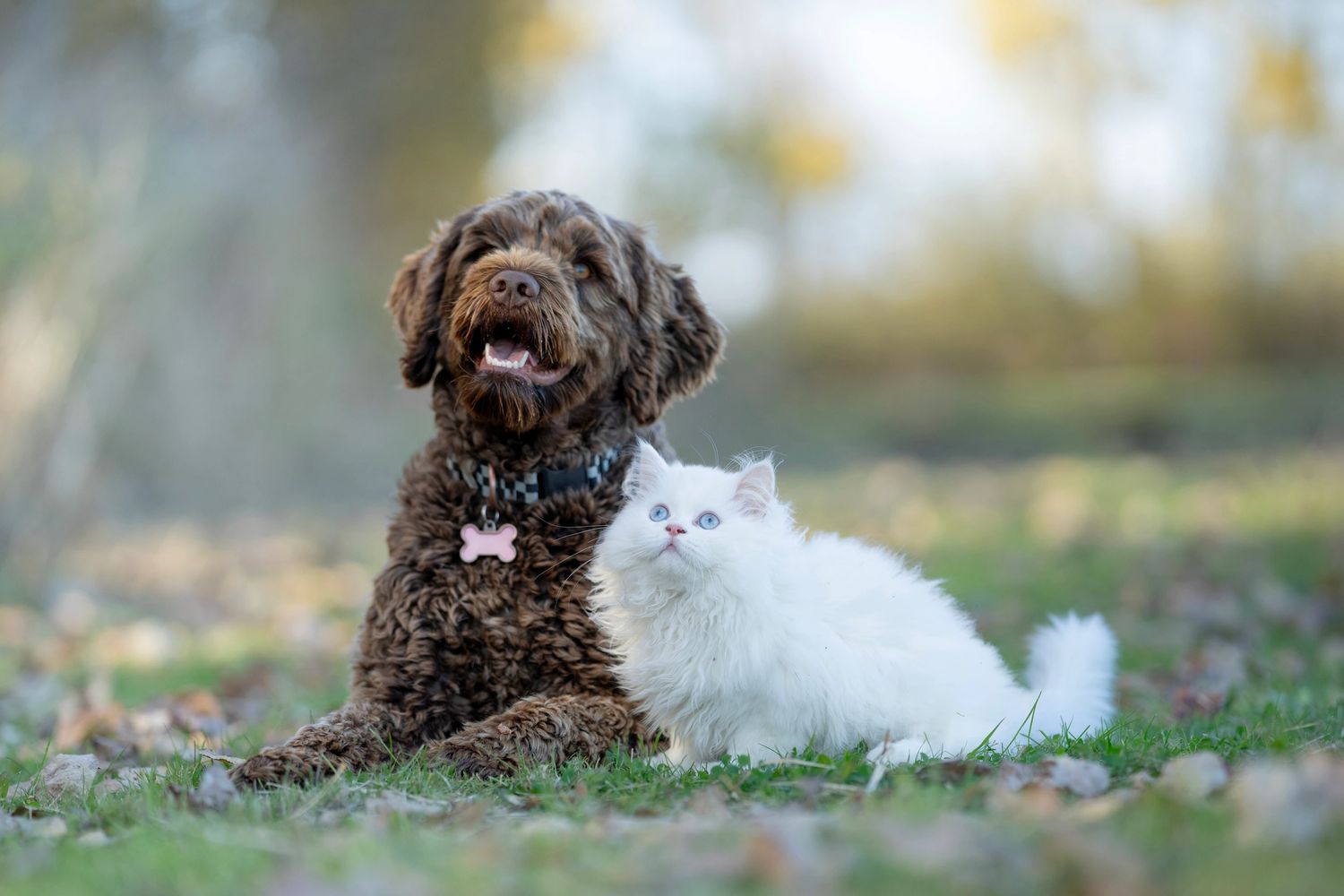 A happy brown dog and a fluffy white cat sitting together outdoors on grass.