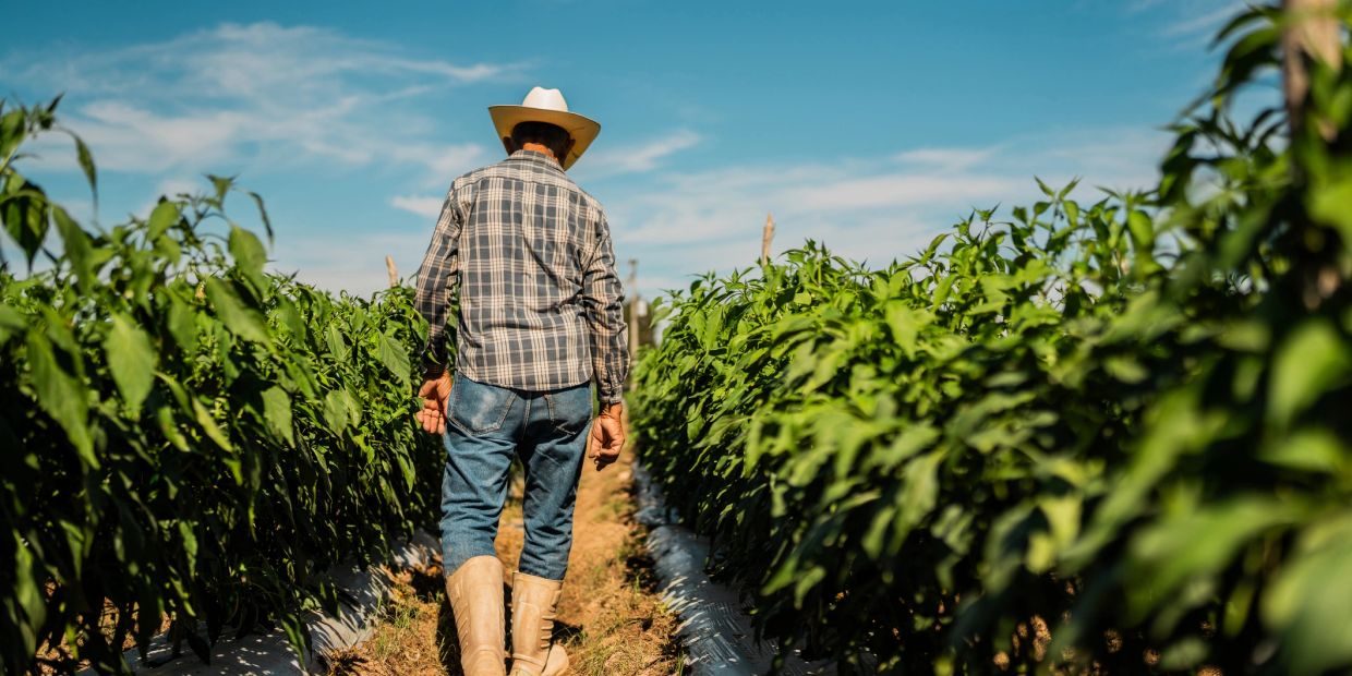 Farmer walking through a green crop field under a blue sky.