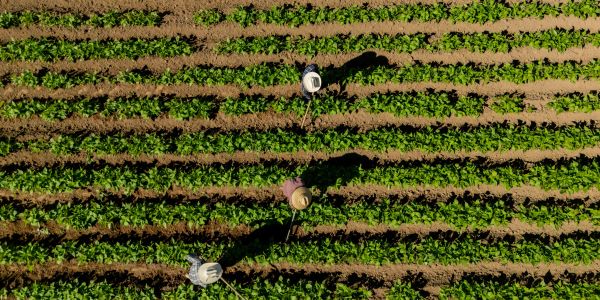 Aerial view of farmers working in green crop rows.