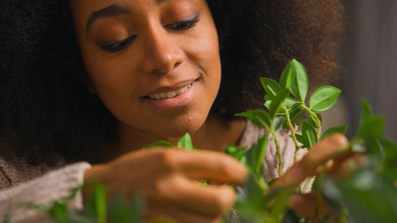 African American woman florist gardener female housewife happy ethnic lady homeowner girl smile plant care at home house garden planting green tree domestic houseplant eco gardening botanical nature. High quality 4k footage