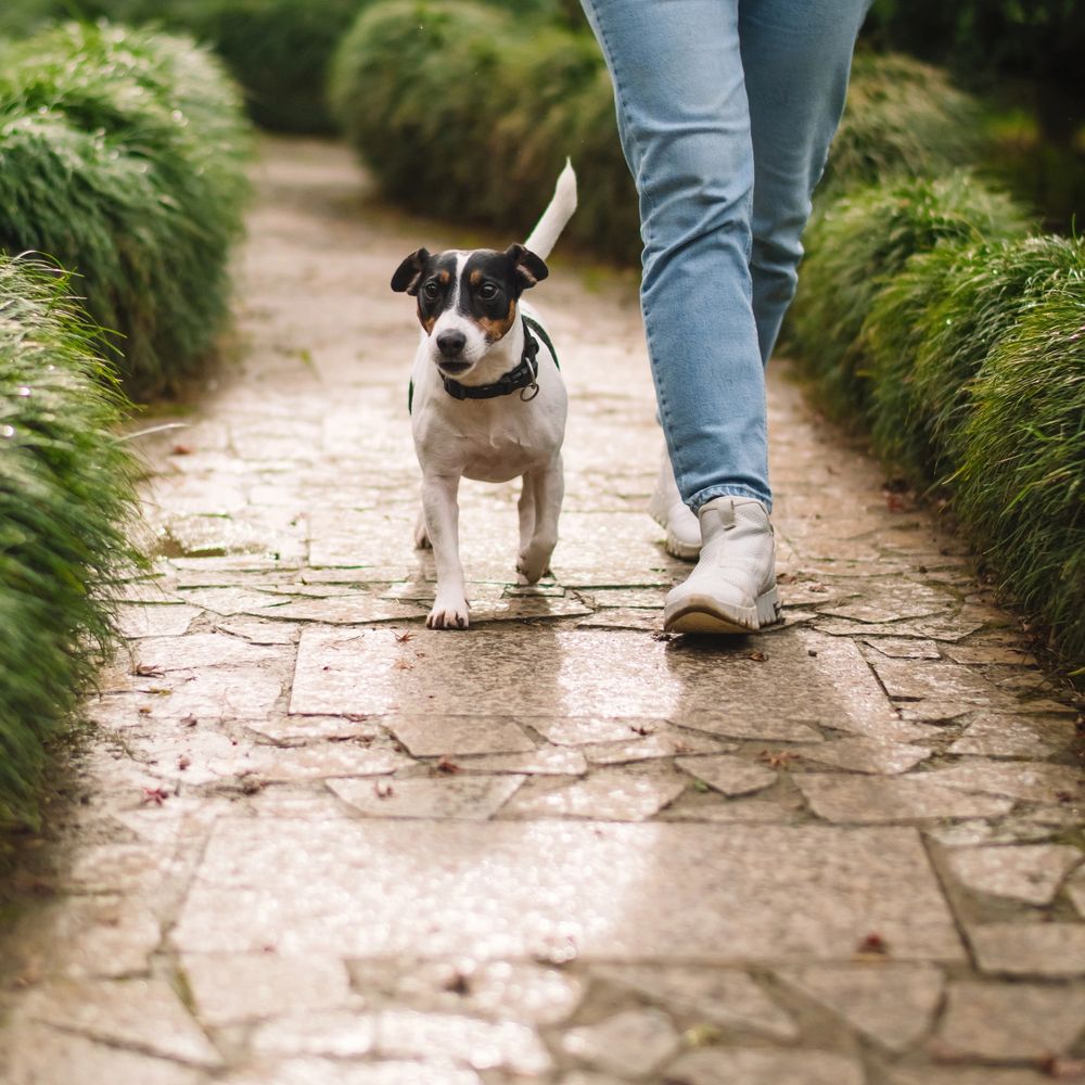 Small dog walking alongside a person on a stone path bordered by green plants.